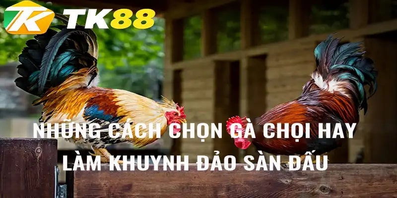 Giới thiệu bộ môn đá gà