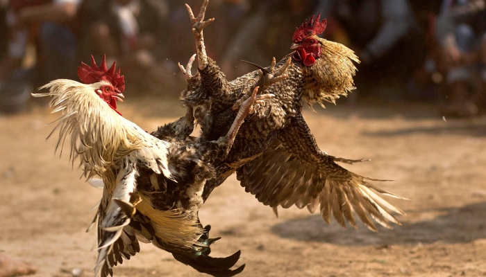 đá gà ăn tiền casino 78win uy tín nhất