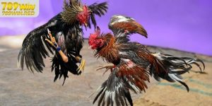 kinh-nghiem-da-ga-tai-789win-1 Giới thiệu về đá gà online