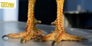 kinh-nghiem-da-ga-tai-789win-2 Hình thức cược đá gà online