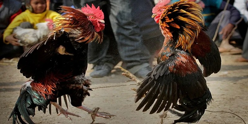 the-ga-da-xa-mb66 Tìm hiểu thông tin về thế gà đá xạ MB66