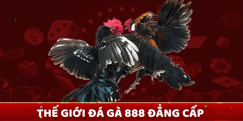 Thế giới đá gà đẳng cấp dành cho cộng đồng người chơi